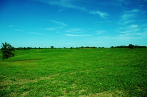 South Fescue Pasture