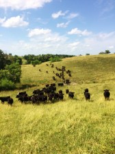 Cattle on Hill (768x1024)